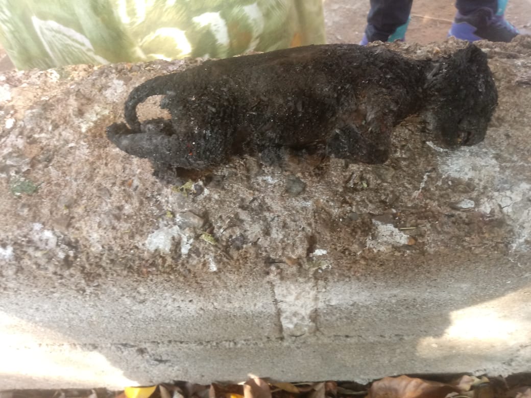 Alguns animais, entre eles uma gata que havia tirado uma linhada de filhotes na semana passada morreram carbonizados